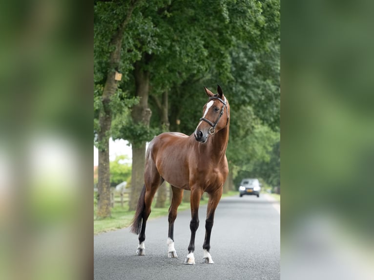 KWPN Jument 5 Ans 169 cm Bai in Saumur