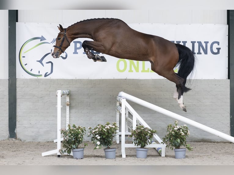 KWPN Jument 5 Ans 169 cm  in Heerde