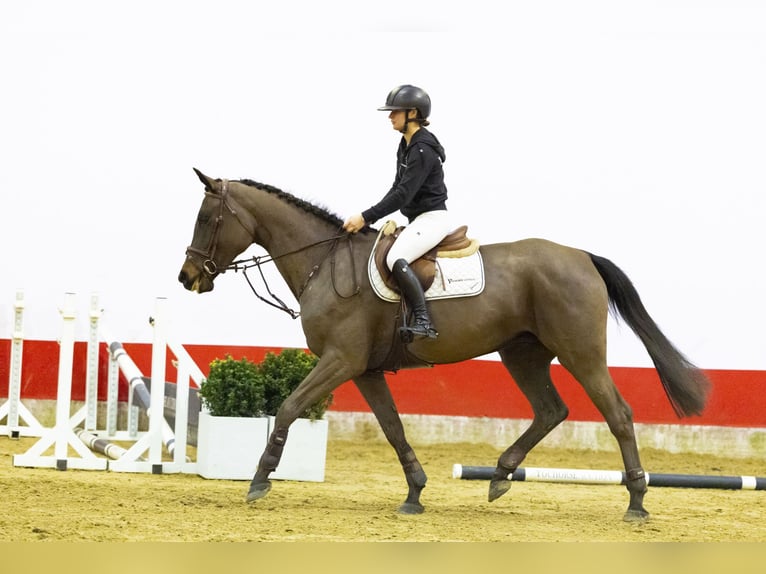 KWPN Jument 5 Ans 169 cm  in Waddinxveen