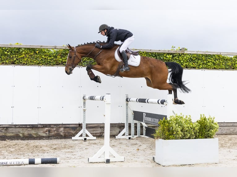 KWPN Jument 5 Ans 169 cm  in Waddinxveen