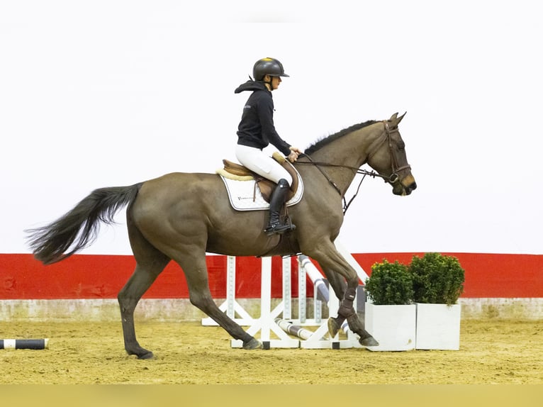 KWPN Jument 5 Ans 169 cm  in Waddinxveen