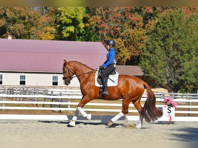 KWPN Jument 5 Ans 170 cm Alezan brûlé in Swedesboro, NJ