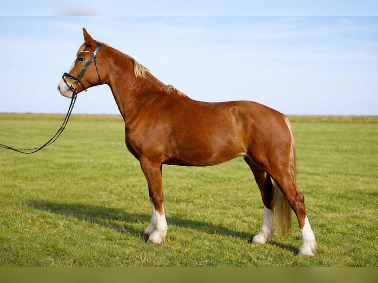 KWPN Jument 5 Ans 170 cm Alezan in Nidderau