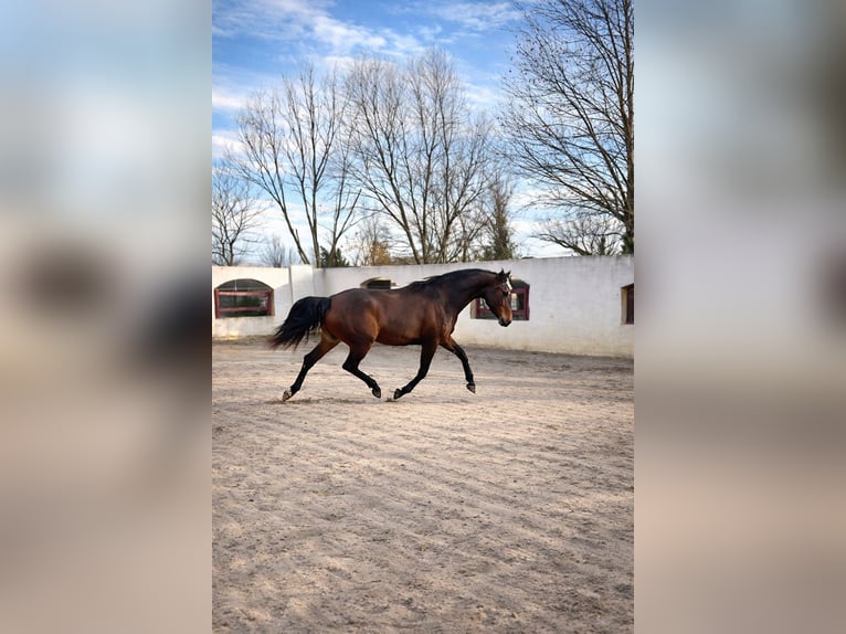 KWPN Jument 5 Ans 170 cm Bai in Gard