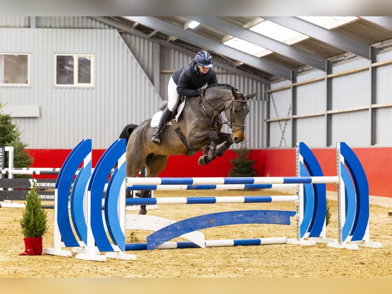 KWPN Jument 5 Ans 170 cm Bai in Waddinxveen