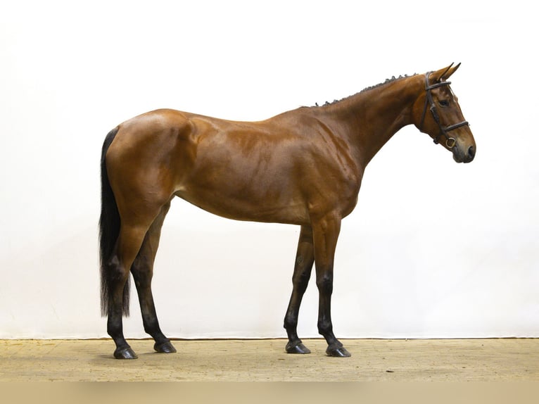 KWPN Jument 5 Ans 170 cm Bai in Waddinxveen