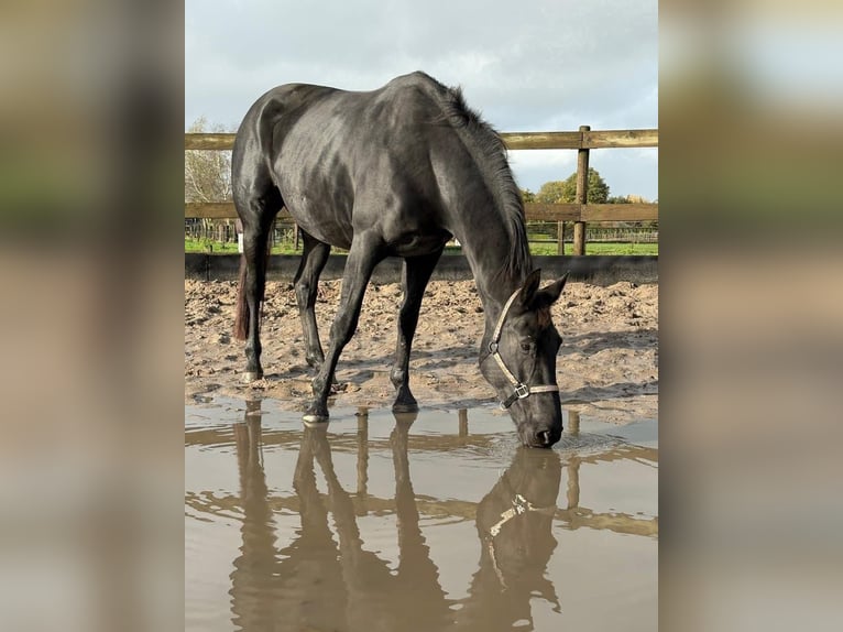 KWPN Jument 5 Ans 170 cm Noir in Achtmaal