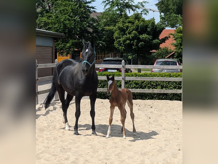 KWPN Jument 5 Ans 170 cm Noir in Borken