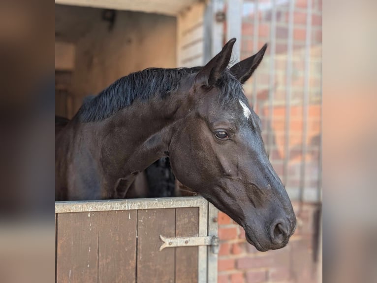 KWPN Jument 5 Ans 170 cm Noir in Borken