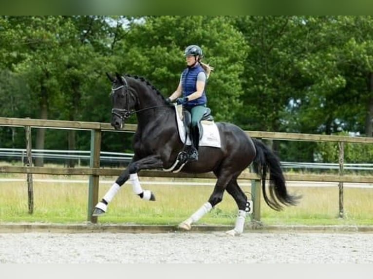 KWPN Jument 5 Ans 170 cm Noir in Sint-Oedenrode