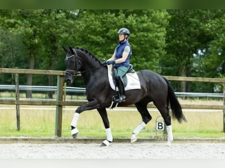 KWPN Jument 5 Ans 170 cm Noir in Sint-Oedenrode