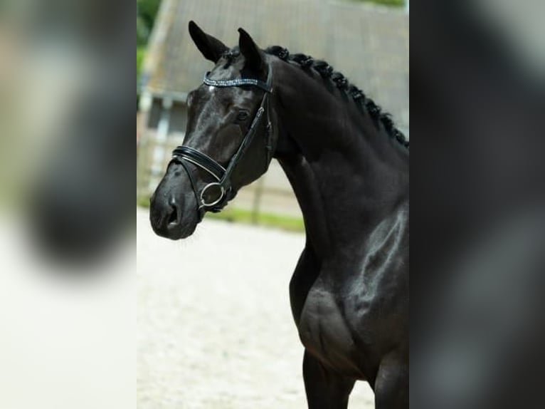 KWPN Jument 5 Ans 170 cm Noir in Sint-Oedenrode