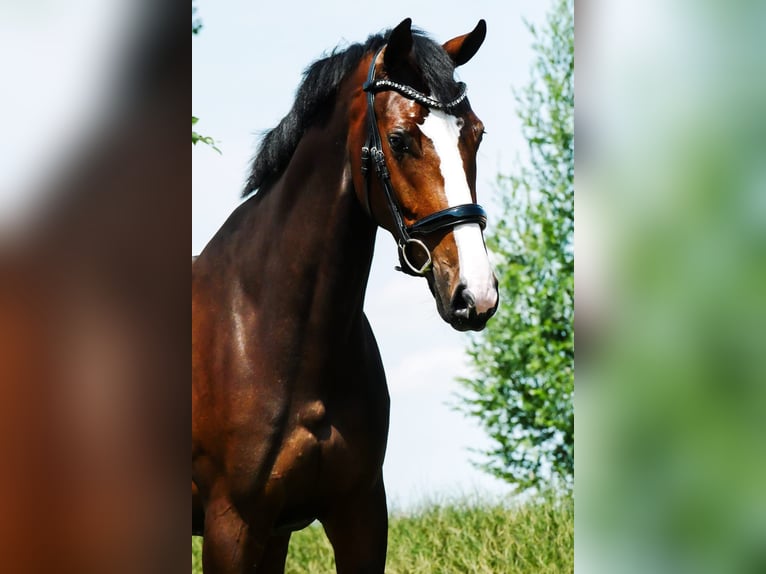 KWPN Jument 5 Ans 171 cm Bai brun in Andijk