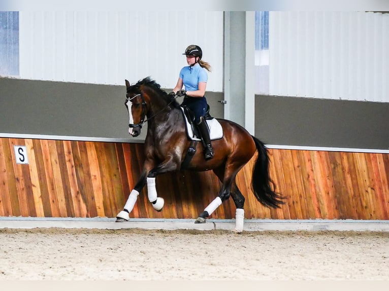 KWPN Jument 5 Ans 171 cm Bai brun in Andijk