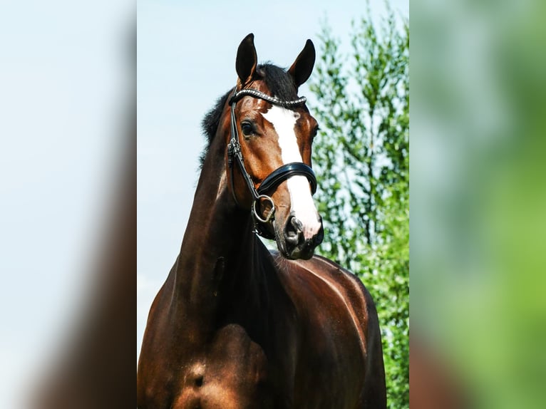 KWPN Jument 5 Ans 171 cm Bai brun in Andijk
