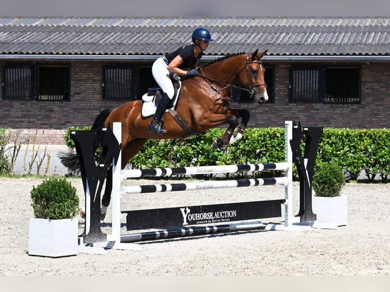 KWPN Jument 5 Ans 171 cm Bai in Waddinxveen
