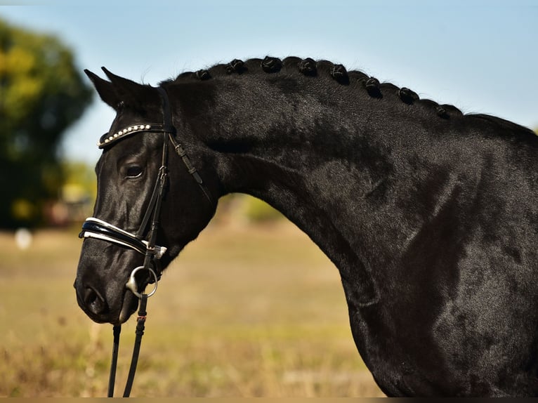 KWPN Jument 5 Ans 171 cm Noir in Csabacs&#x171;d