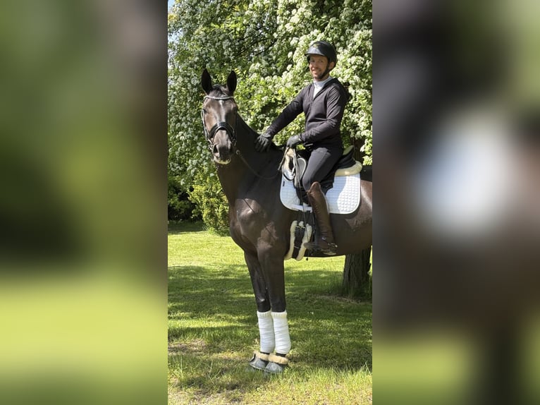 KWPN Jument 5 Ans 172 cm Bai brun foncé in &#x15A;liwniki