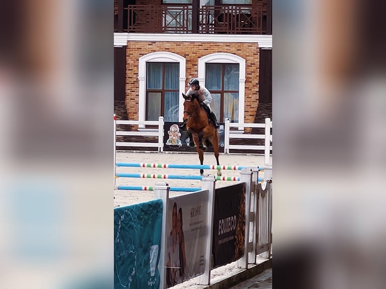 KWPN Jument 5 Ans 172 cm Bai cerise in Lviv