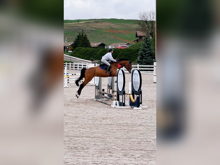 KWPN Jument 5 Ans 172 cm Bai cerise in Lviv