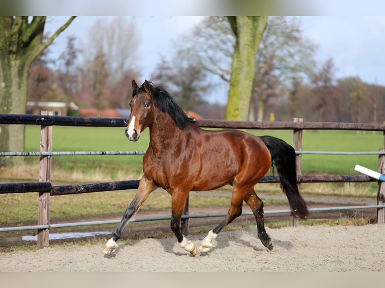 KWPN Jument 5 Ans 172 cm Bai in Harreveld