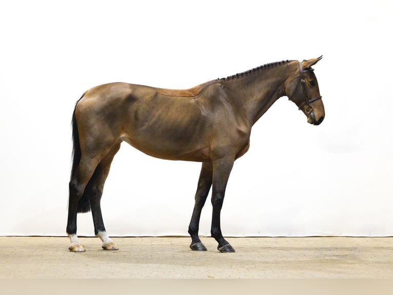 KWPN Jument 5 Ans 172 cm Bai in Waddinxveen