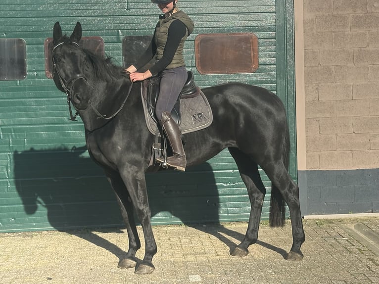 KWPN Jument 5 Ans 172 cm Noir in Achtmaal