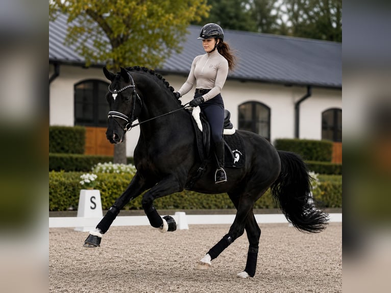 KWPN Jument 5 Ans 172 cm Noir in Budapest