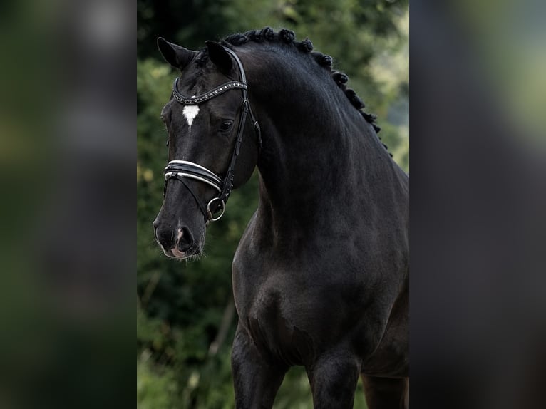 KWPN Jument 5 Ans 172 cm Noir in Budapest