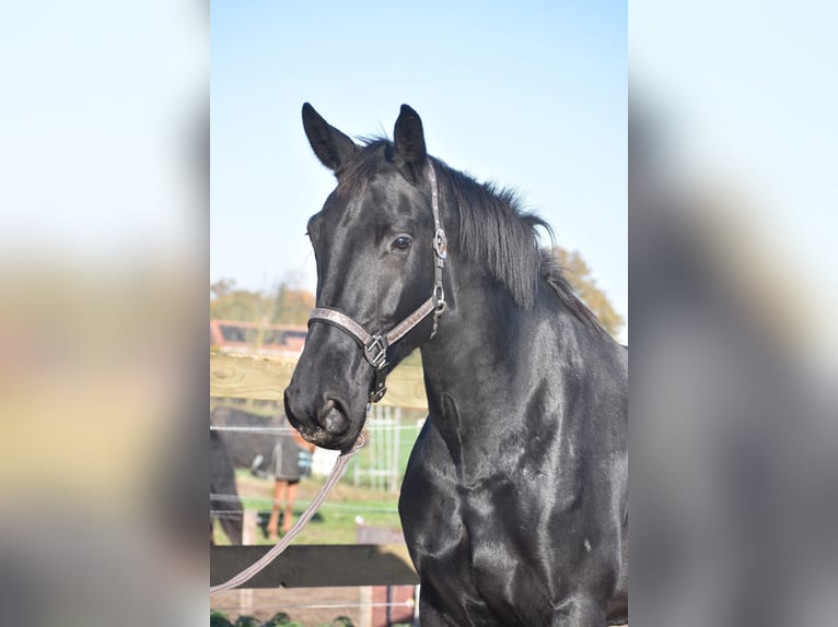 KWPN Jument 5 Ans 172 cm Noir in Achtmaal