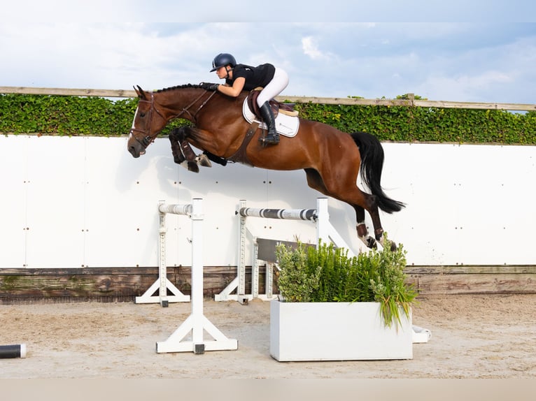 KWPN Jument 5 Ans 173 cm Bai in Waddinxveen