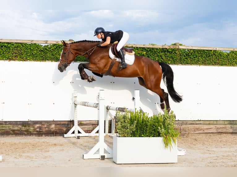 KWPN Jument 5 Ans 173 cm Bai in Waddinxveen