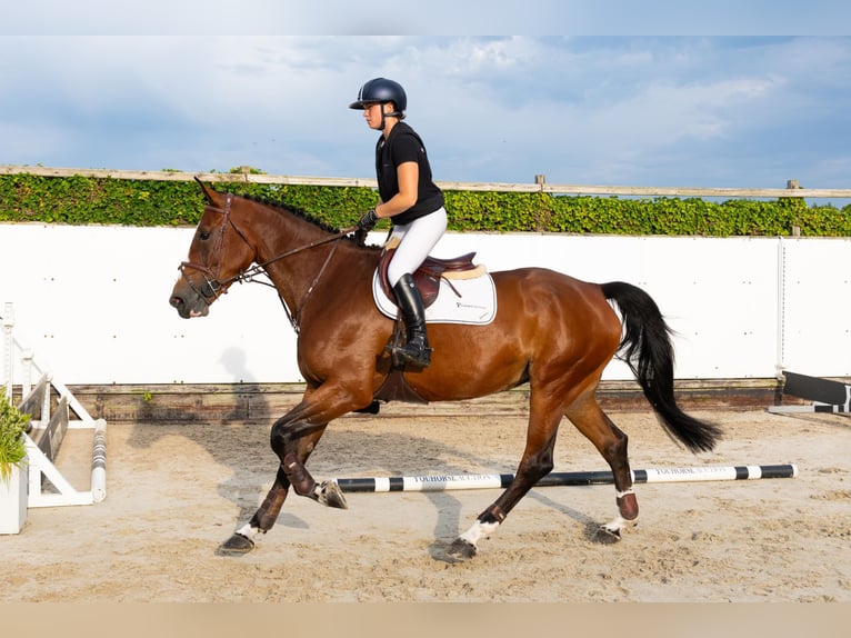 KWPN Jument 5 Ans 173 cm Bai in Waddinxveen