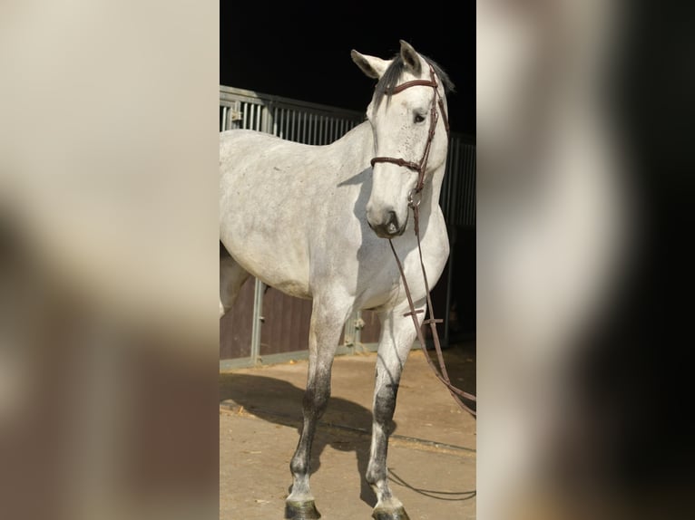 KWPN Jument 5 Ans 174 cm Gris in Geilenkirchen