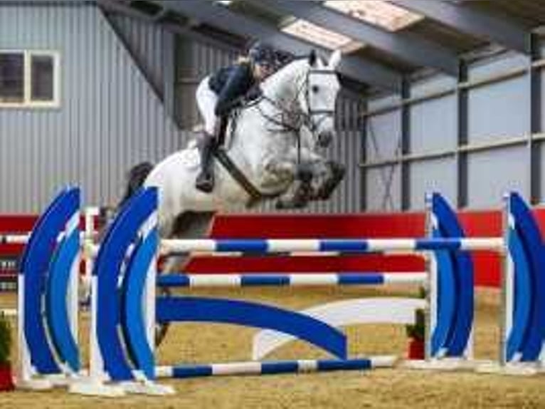 KWPN Jument 5 Ans 174 cm Gris in Waddinxveen