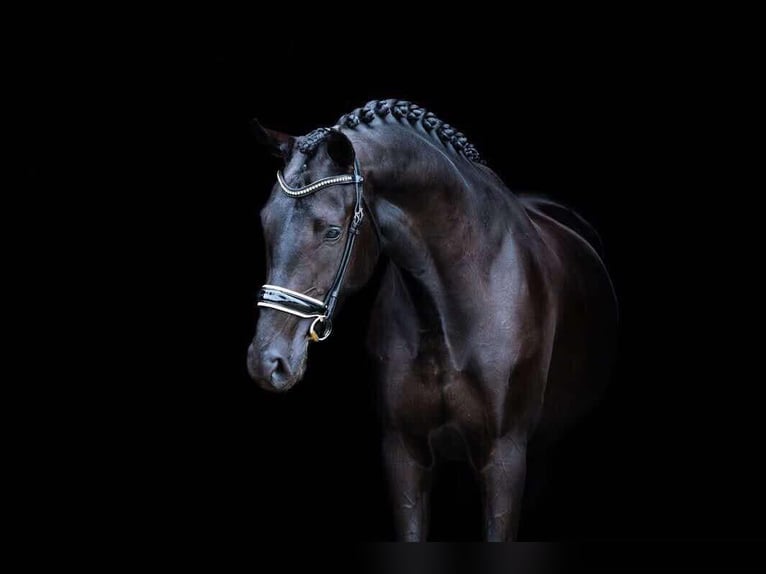 KWPN Jument 5 Ans 174 cm Noir in Schijf