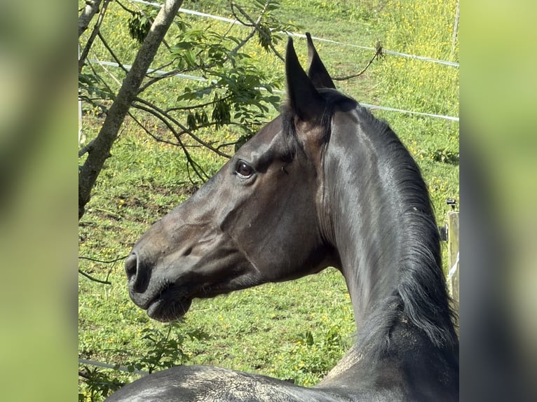 KWPN Jument 5 Ans 176 cm Noir in Rothenfluh