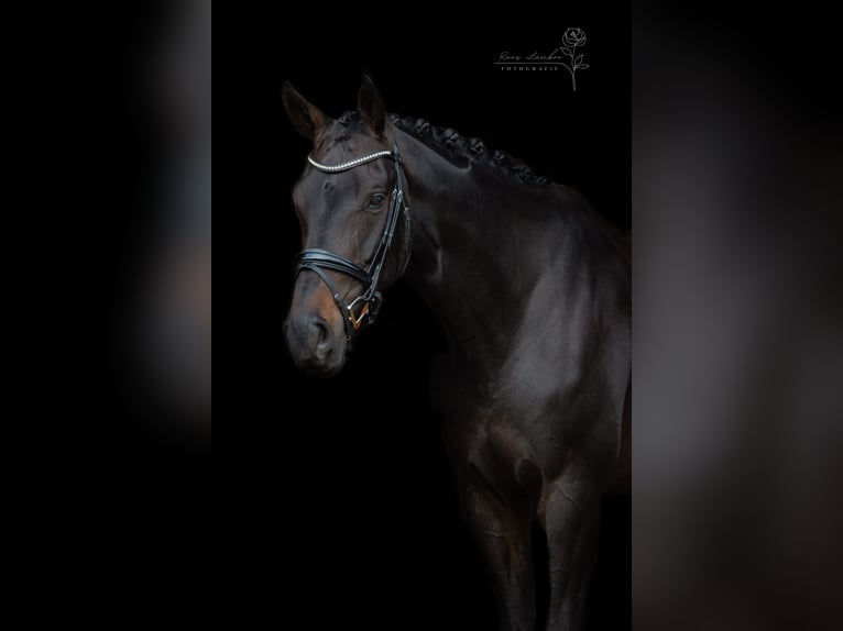 KWPN Jument 5 Ans 179 cm Bai brun foncé in Anna Paulowna