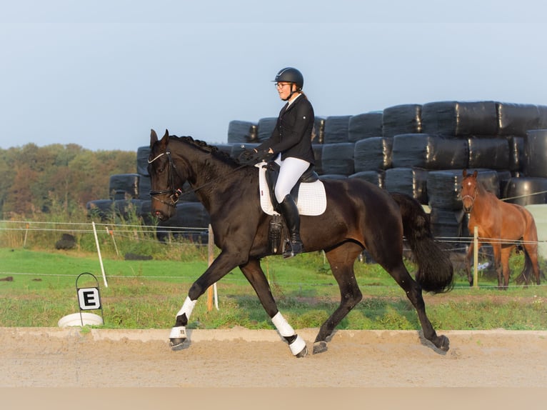 KWPN Jument 5 Ans 179 cm Bai brun foncé in Anna Paulowna