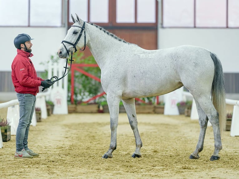 KWPN Jument 5 Ans Gris in Mnster-Handorf