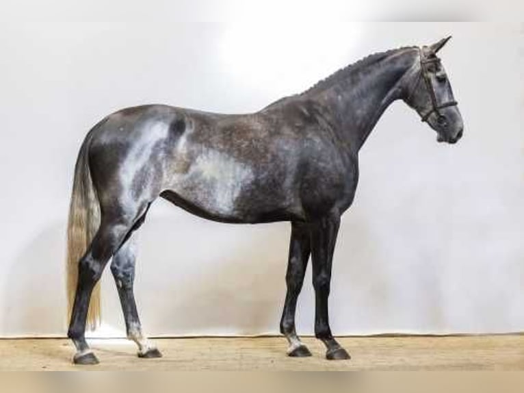 KWPN Jument 5 Ans Gris in Waddinxveen