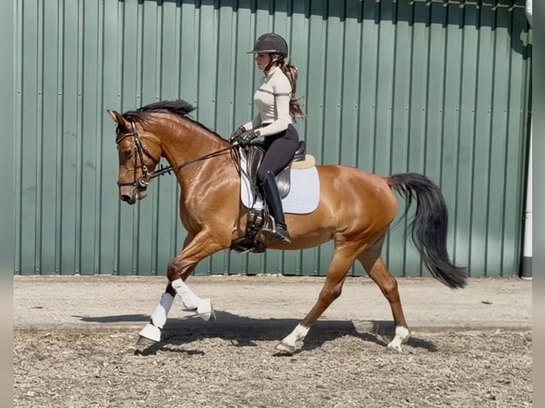 KWPN Jument 6 Ans 150 cm Bai in Veghel