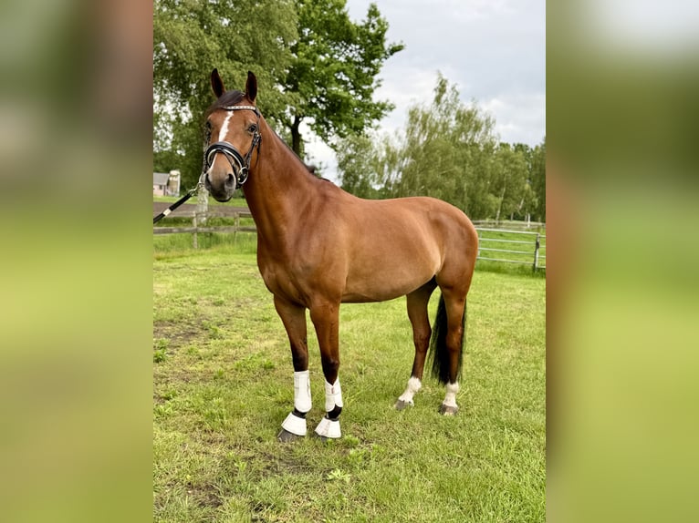 KWPN Jument 6 Ans 153 cm Bai in Veghel