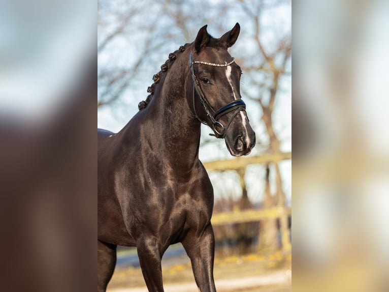 KWPN Croisé Jument 6 Ans 154 cm Alezan brûlé in Feuchtwangen