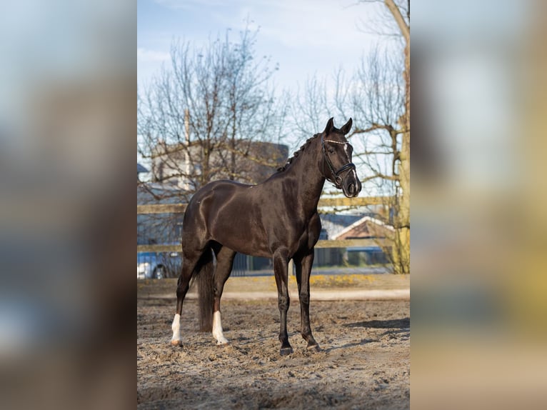 KWPN Croisé Jument 6 Ans 154 cm Alezan brûlé in Poeldijk