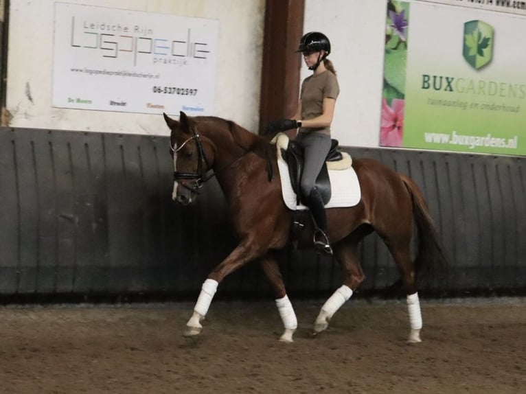 KWPN Jument 6 Ans 155 cm Alezan in Soest