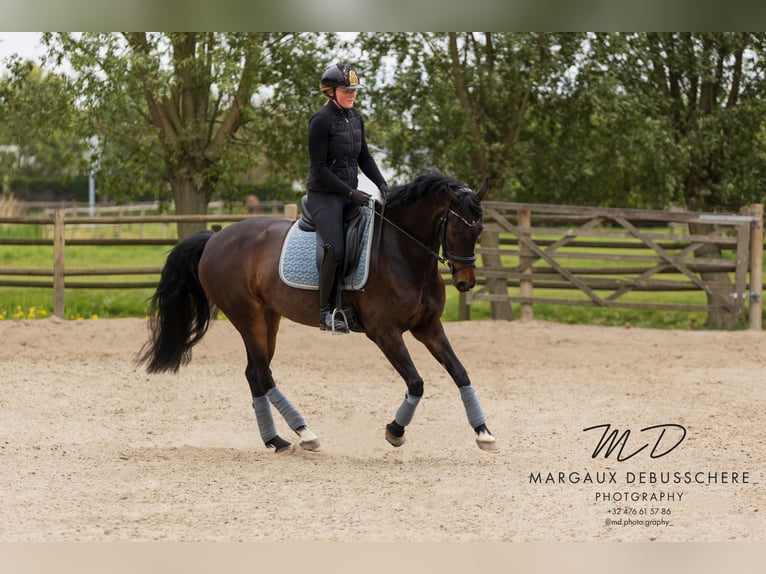 KWPN Jument 6 Ans 160 cm Bai brun in Meetkerke