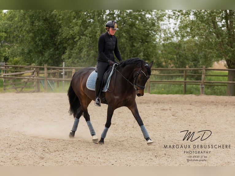 KWPN Jument 6 Ans 160 cm Bai brun in Meetkerke