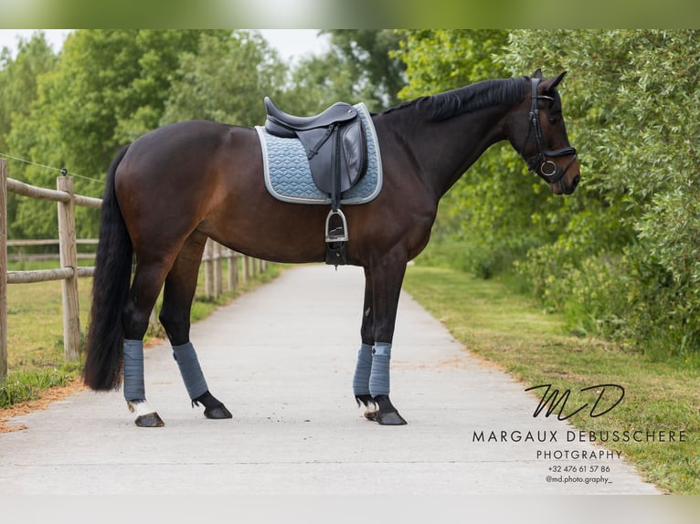 KWPN Jument 6 Ans 160 cm Bai brun in Meetkerke