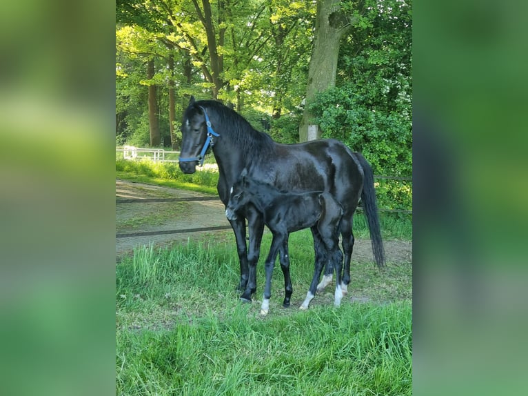 KWPN Jument 6 Ans 160 cm Bai brun in Holtheme